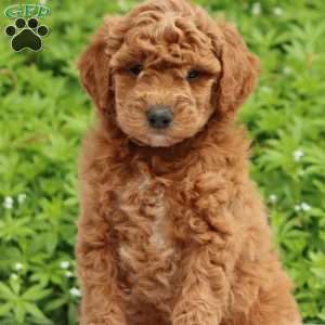 Marina, Mini Goldendoodle Puppy